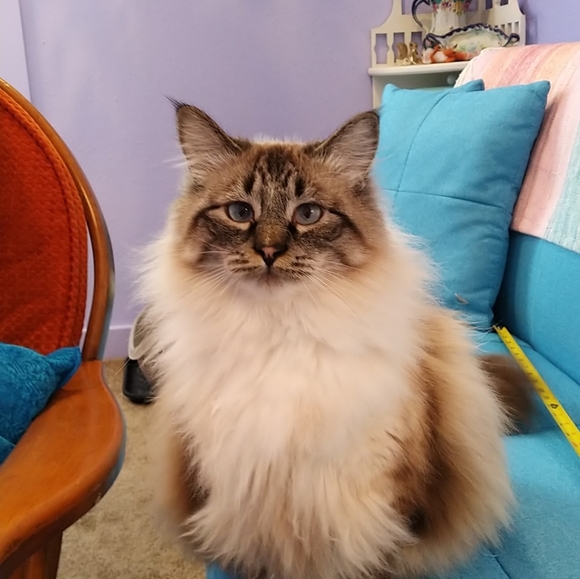 Meet your Posher, Cricket - Picture 7 of 7